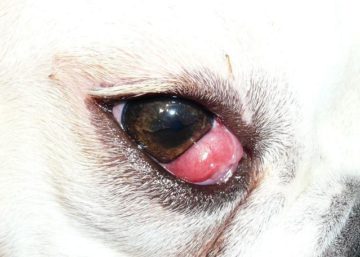 красный глаз у собаки