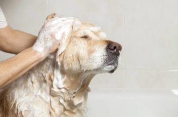 мытье собаки