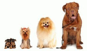 разные породы собак