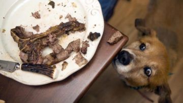 щенок смотрит на еду