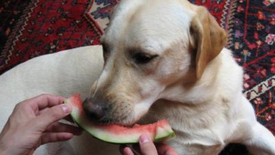 собака ест арбуз