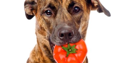 собака в пасте держит помидор