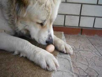 собака ест яйцо
