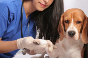 ветеринар осматривает лапу у собаки