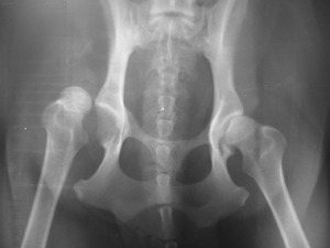 рентген лап собаки