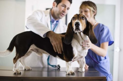врачи осматривают собаку