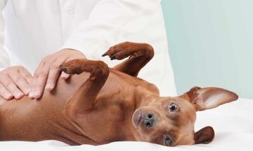 Панкреатит у собак мелких пород лечение симптомы и лечение