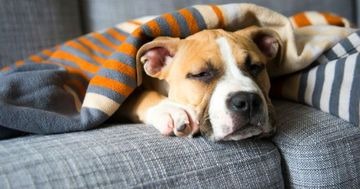 Средство от насморка для собак мелких пород