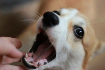 Смена зубов у собак крупных пород в каком возрасте