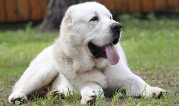 Застойная сердечная недостаточность у собак: симптомы и лечение