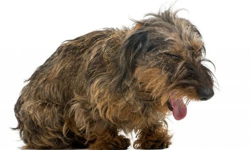 Застойная сердечная недостаточность у собак: симптомы и лечение