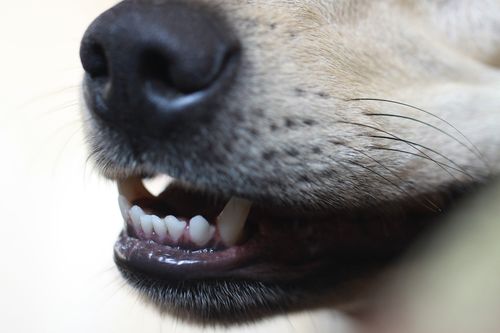 Смена зубов у собак крупных пород в каком возрасте