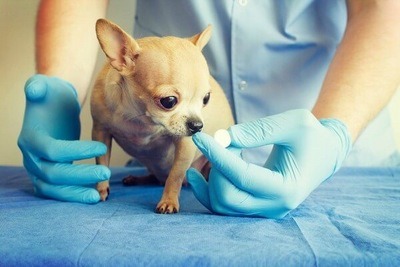 Когда нужно делать прививки щенкам чихуахуа. Правила ветеринарии для заводчиков, Сколько нужно делать прививок чихуахуа и когда