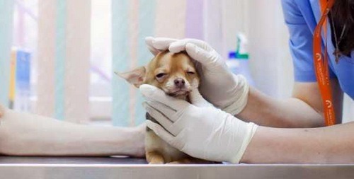 Когда нужно делать прививки щенкам чихуахуа. Правила ветеринарии для заводчиков, Сколько нужно делать прививок чихуахуа и когда