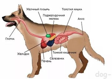 Панкреатит у собак мелких пород лечение симптомы и лечение