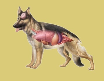 Собака лечение легких. Пневмония у собак симптомы. Бронхопневмония у собак. Аспирационная пневмония у собак симптомы.