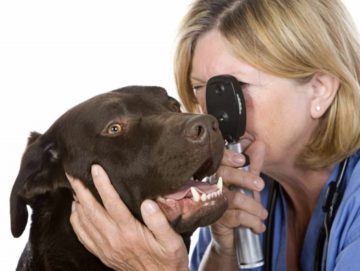 врач смотрит глаз у собаки